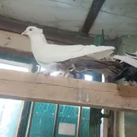 پادری دمبی ملقی