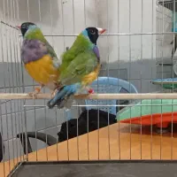 تعدادی گلدین بالغ و جوجه|پرنده|صباشهر, |دیوار