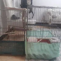 ۲ عدد قفس بزرگ