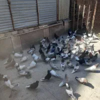 کفتر همه مدل|پرنده|شیراز, فخرآباد (دروازه کازرون)|دیوار