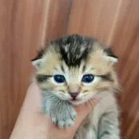 بچه گربه اسکاتیش و بریتیش