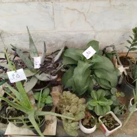 گل وگیاه نصف قیمت بازار|گل و گیاه طبیعی|یزد, |دیوار