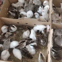 جوجه شاخدار