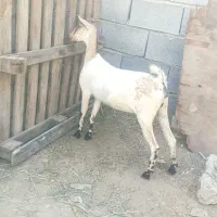 گیسه بربری آبستن ۳ ماه|حیوانات مزرعه|بندرعباس, |دیوار