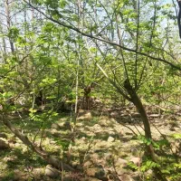 زمین مسکونی