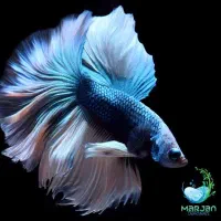 فروش ماهی بتا گریدA+