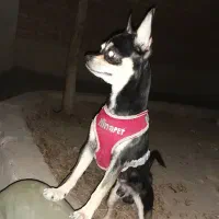 سگ شیواوا شیهواهوا نر اصیل|سگ|اصفهان, دشتستان|دیوار