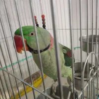 شاه طوطی خونگی|پرنده|بیرجند, |دیوار