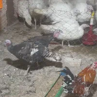 بوقلمون نرو ماده برنز اصیل بومی اردک و بلدرچین|حیوانات مزرعه|قم, سراجه (۱۵ خرداد)|دیوار