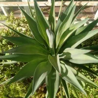 تعدادی گل باقیمت مناسب بفروش میرسد|گل و گیاه طبیعی|داراب, |دیوار