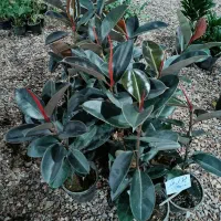 گل وگیاه آرکا نشتیفان فولاد پنجه