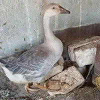 غاز جوان سالم