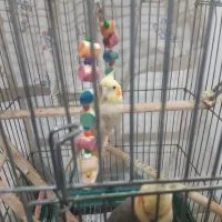 عروس هلندی گلباقالی 6 ماهه ماده|پرنده|پاکدشت, پاکدشت (مامازند)|دیوار