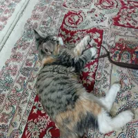 واگذاری گربه خانگی