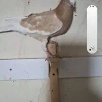 غوره زرد و پیازی