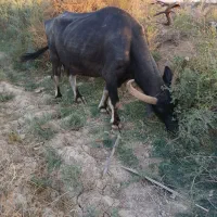حمیدیه روستای ملیحه|حیوانات مزرعه|حمیدیه, |دیوار