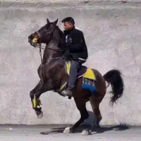 اسب مادیان آبستن سنگین