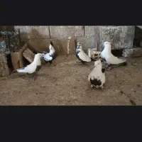 کله کبوتر|پرنده|چگنی, |دیوار