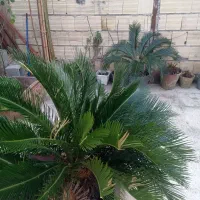 سیکاس ماده|گل و گیاه طبیعی|رشت, پاره بیجار|دیوار