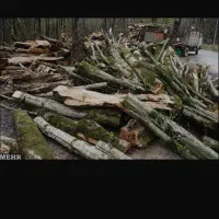 خرید برش درخت با قیمت مناسب و نقدی در هر منطقه