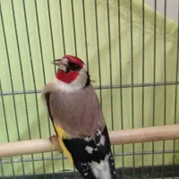 سهره|پرنده|پاکدشت, پاکدشت (مامازند)|دیوار