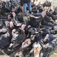 برنز بوقلمون