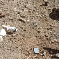 زرد گلی طوقی|حیوانات مزرعه|کرمان, |دیوار