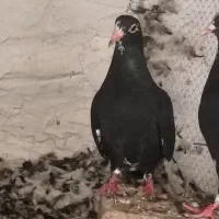 کبوترپلنگ ماده