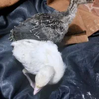 فروش بوقلمون 40روزه