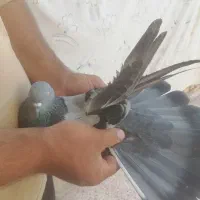 کبوتر پر نروماده 13دم