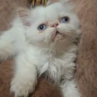 پرشین هیمالین رد پوینت ماده