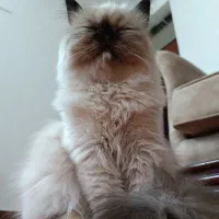 گربه پرشین و هیمالین