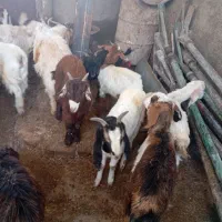 دوازده عدد بزغاله