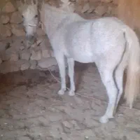 مادیان قاطر آبستن ۷ساله