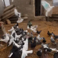 یه گنجه کبوتر پرشی ۵۵یا ۶۰ تایی|پرنده|بوکان, |دیوار