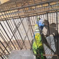 مرغ عشق انگلیسی،رینبو|پرنده|سیرجان, |دیوار