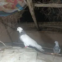 طوقی|پرنده|مبارکه, |دیوار