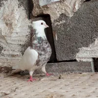 طوقی هفت رنگ  نر۵۵۰