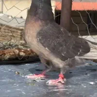 ۲۰تا کفتر پرشی همه تضمینی همه خال توشونه|پرنده|طرهان, |دیوار