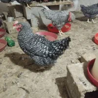 تخم نطفه دار و جوجه آمروک