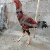 خروس|حیوانات مزرعه|میناب, |دیوار