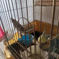 طوطی عروس هلندی مولد۶عدد|پرنده|قرچک, مهدیه|دیوار