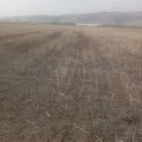 اجاره زمین کشاورزی