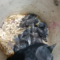 6 عدد جوجه مینا درشت