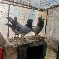 کبوتر معاوضه با سگ