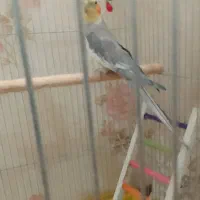 عروس هلندی نر سخنگو