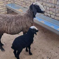 میش اصیل شال با بره