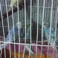 مرغ عشق|پرنده|مینودشت, |دیوار