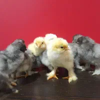 جوجه برهما اصیل