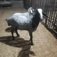 فروش بره شال دوقلو